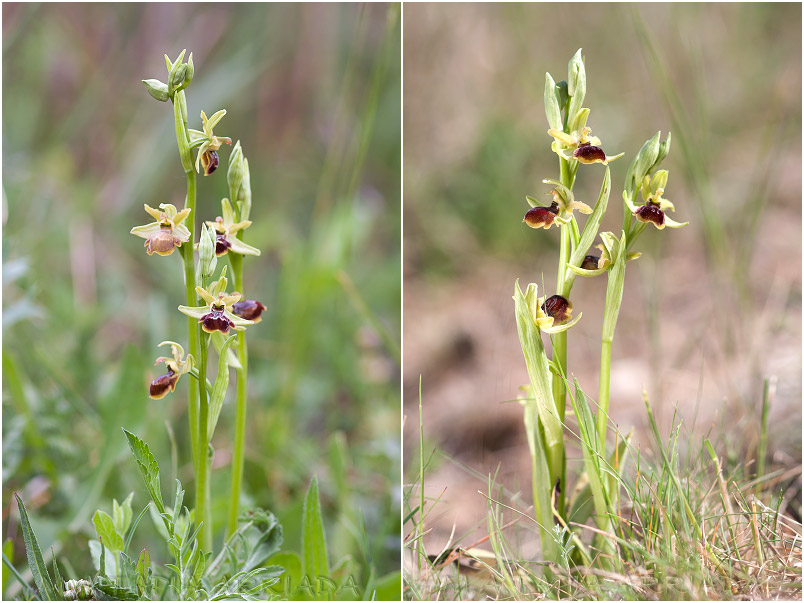 Ophrys riojana 2 Ophrys riojana photo 2