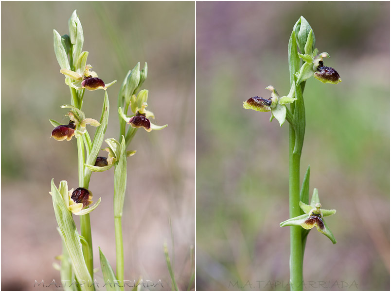 Ophrys riojana 3 Ophrys riojana photo 3