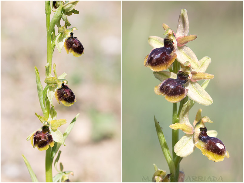 Ophrys riojana 4 Ophrys riojana photo 4