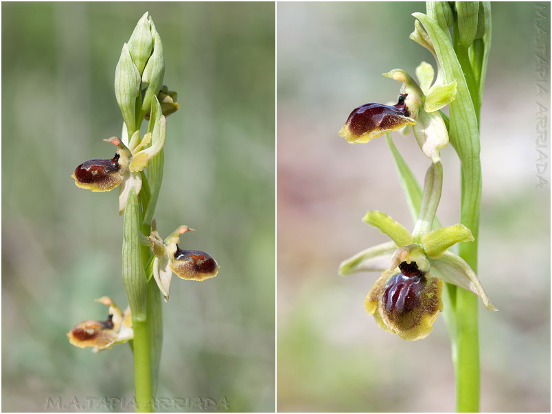 Ophrys riojana 5 Ophrys riojana photo 5