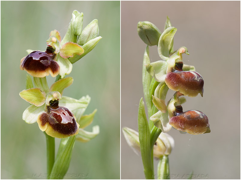 Ophrys riojana 6 Ophrys riojana photo 6