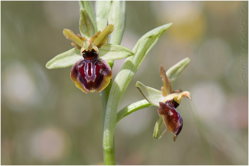 Ophrys riojana 8 Ophrys riojana photo 8