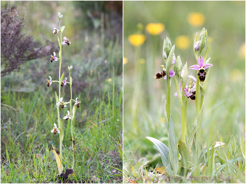 Ophrys scolopax 1 Ophrys scolopax photo 1