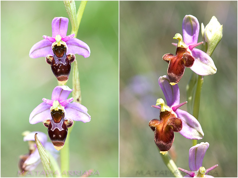 Ophrys scolopax 10 Ophrys scolopax photo 10
