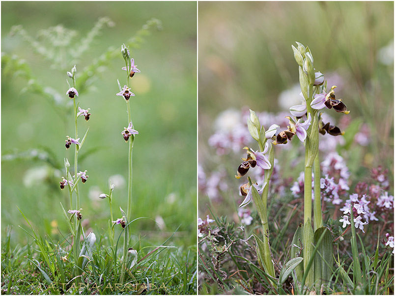 Ophrys scolopax 3 Ophrys scolopax photo 3