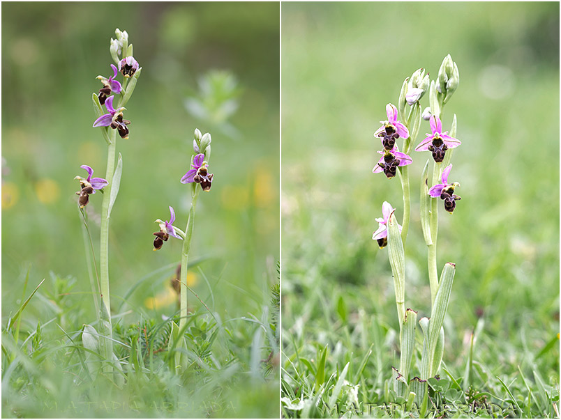 Ophrys scolopax 4 Ophrys scolopax photo 4
