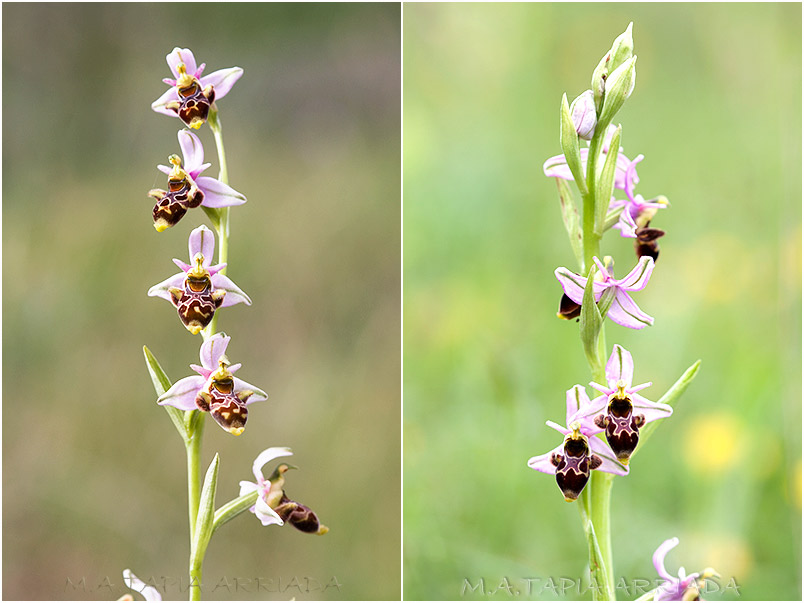 Ophrys scolopax 6 Ophrys scolopax photo 6