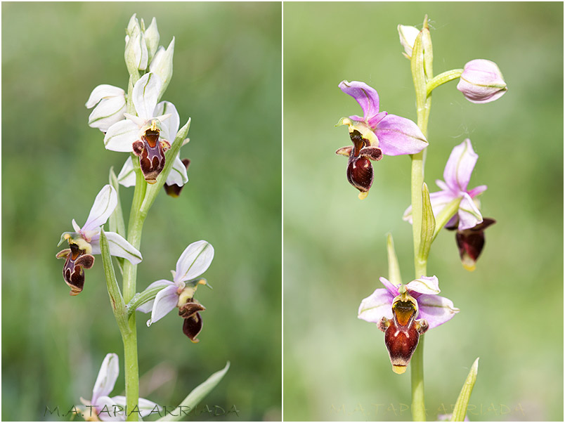 Ophrys scolopax 7 Ophrys scolopax photo 7