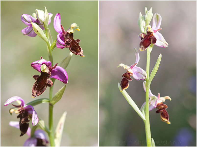 Ophrys scolopax 8 Ophrys scolopax photo 8