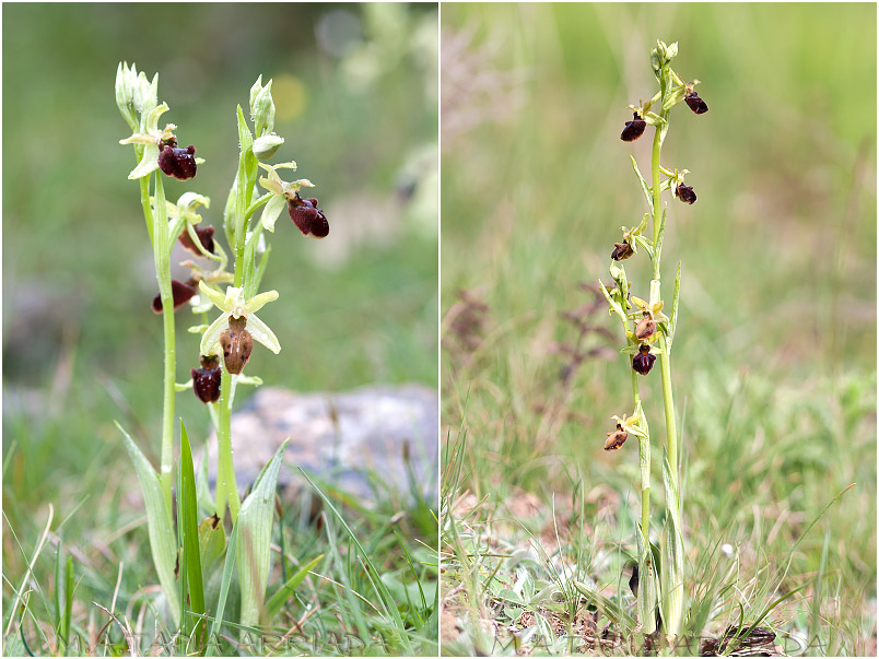 Ophrys sphegodes 2 Ophrys sphegodes photo 2