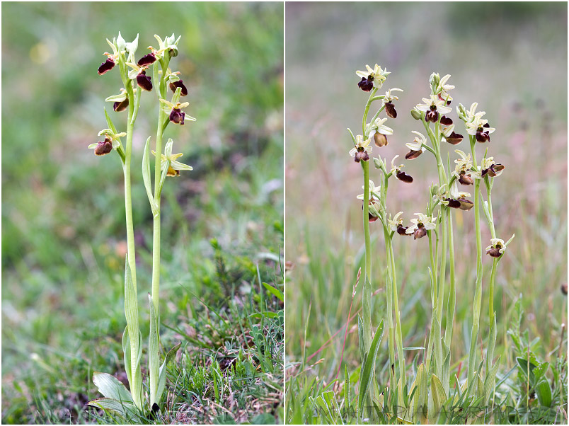 Ophrys sphegodes 3 Ophrys sphegodes photo 3
