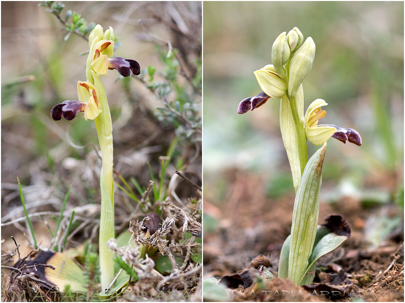 Ophrys vasconica 1 Ophrys vasconica photo 1