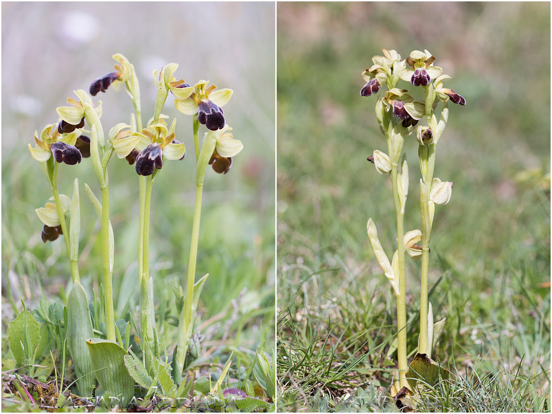 Ophrys vasconica 2 Ophrys vasconica photo 2