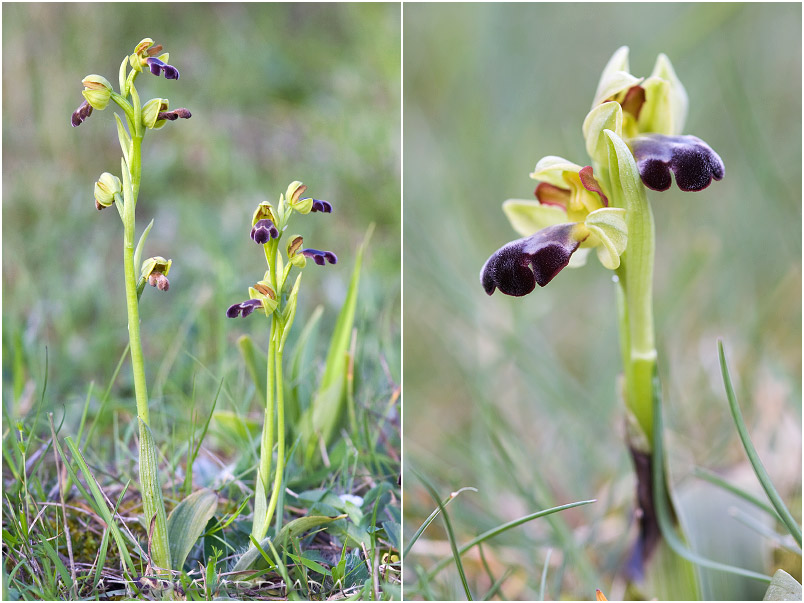 Ophrys vasconica 3 Ophrys vasconica photo 3