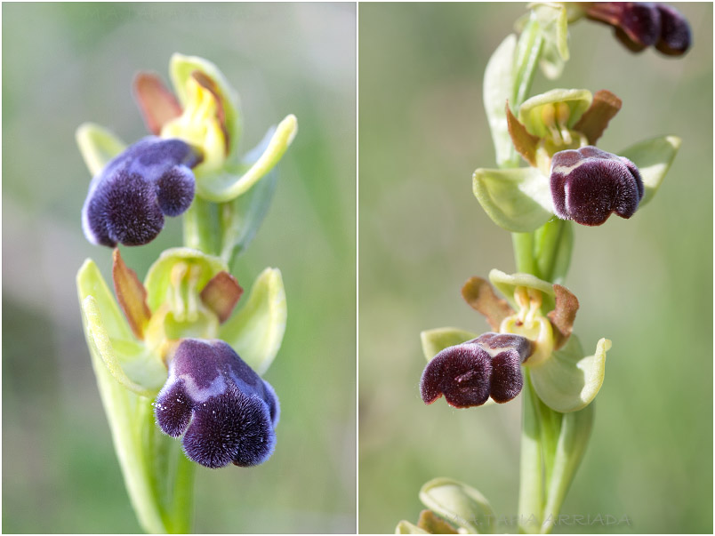 Ophrys vasconica 5 Ophrys vasconica photo 5