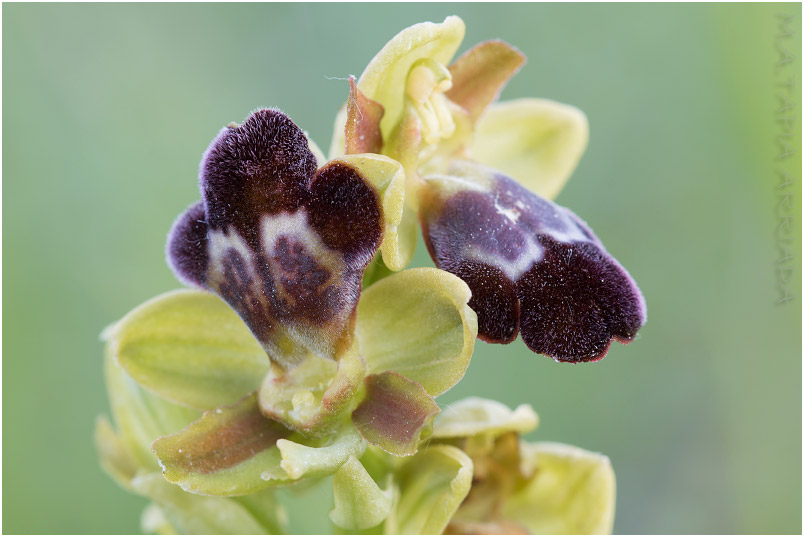 Ophrys vasconica 6 Ophrys vasconica photo 6