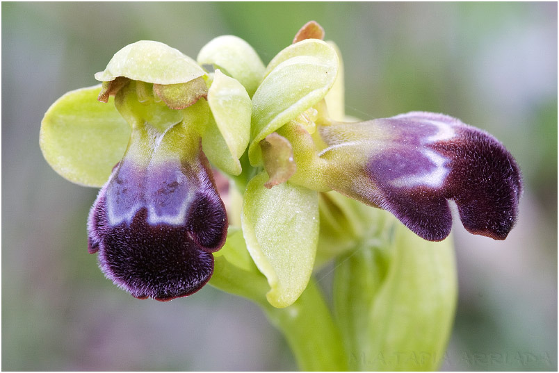 Ophrys vasconica 7 Ophrys vasconica photo 7