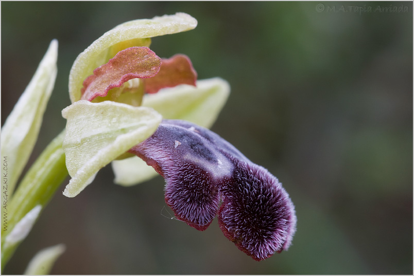 Ophrys vasconica 5