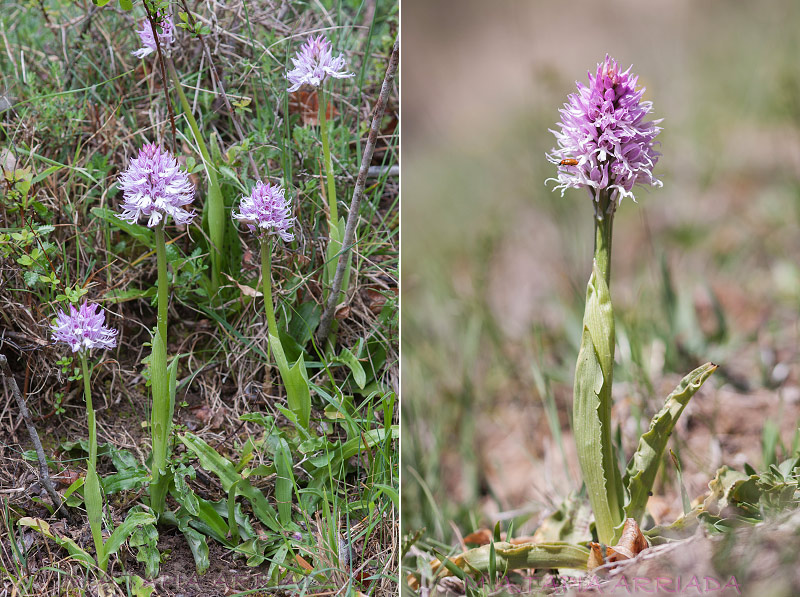 Orchis italica 1 Orchis italica photo 1
