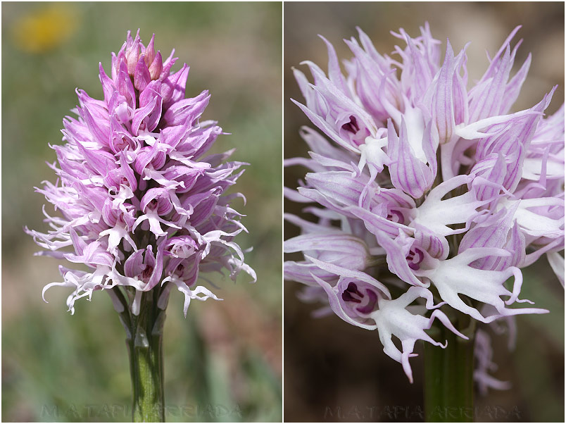 Orchis italica 2 Orchis italica photo 2
