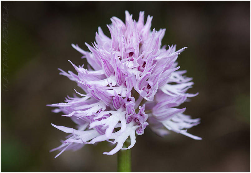 Orchis italica 3 Orchis italica photo 3