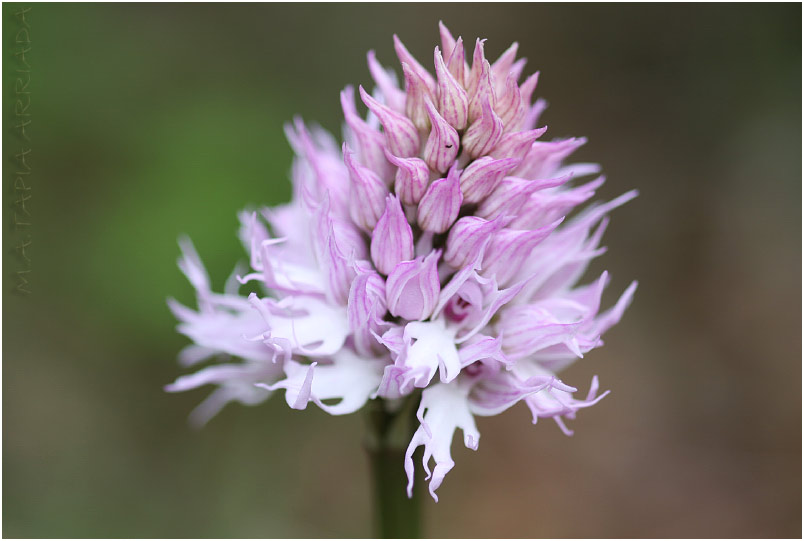Orchis italica 4 Orchis italica photo 4