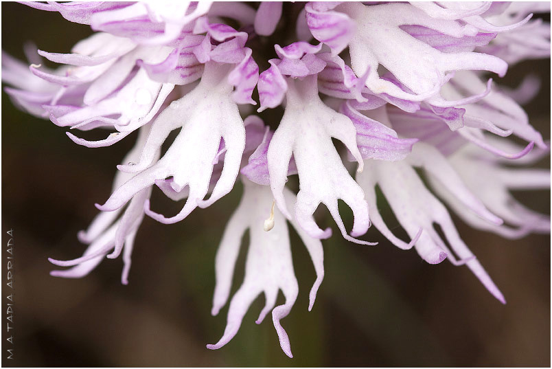 Orchis italica 5 Orchis italica photo 5