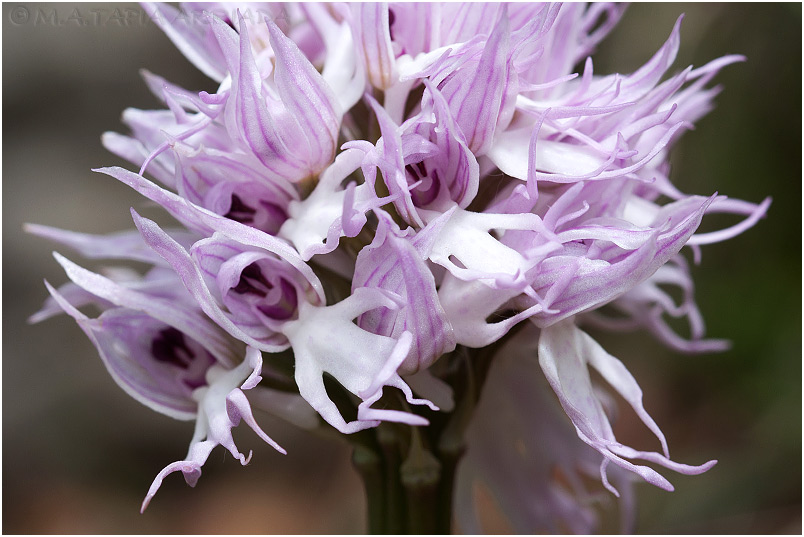 Orchis italica 6 Orchis italica photo 6