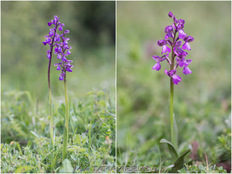 Orchis morio 1 Orchis morio photo 1