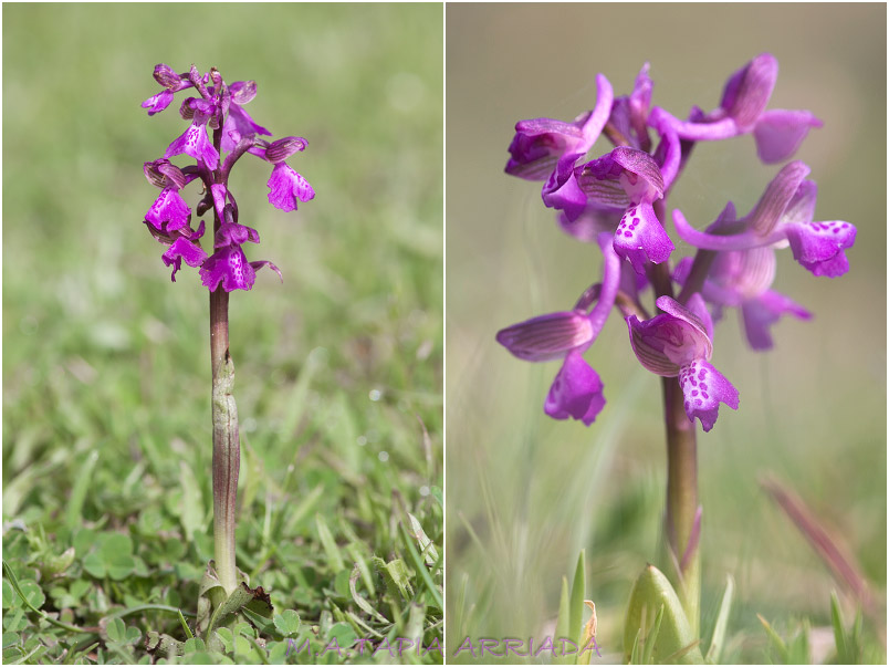 Orchis morio photo 3