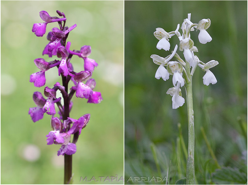 Orchis morio photo 4