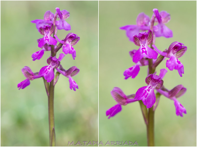 Orchis morio photo 5