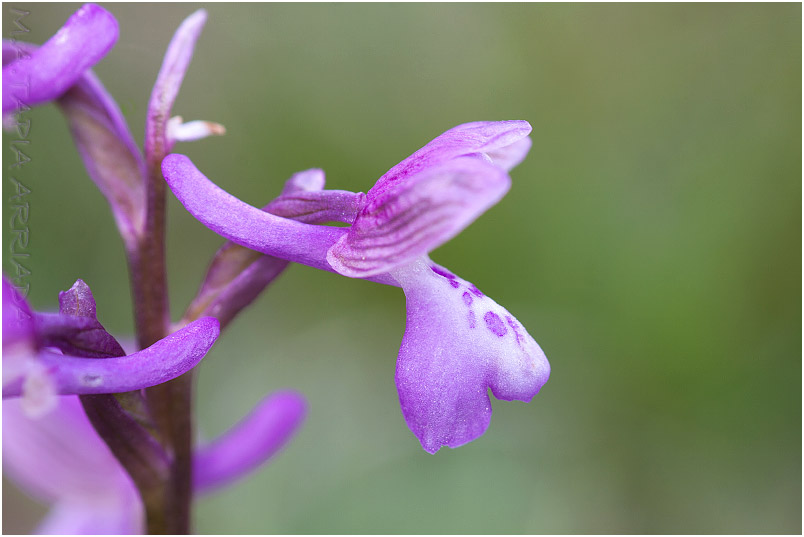 Orchis morio photo 7