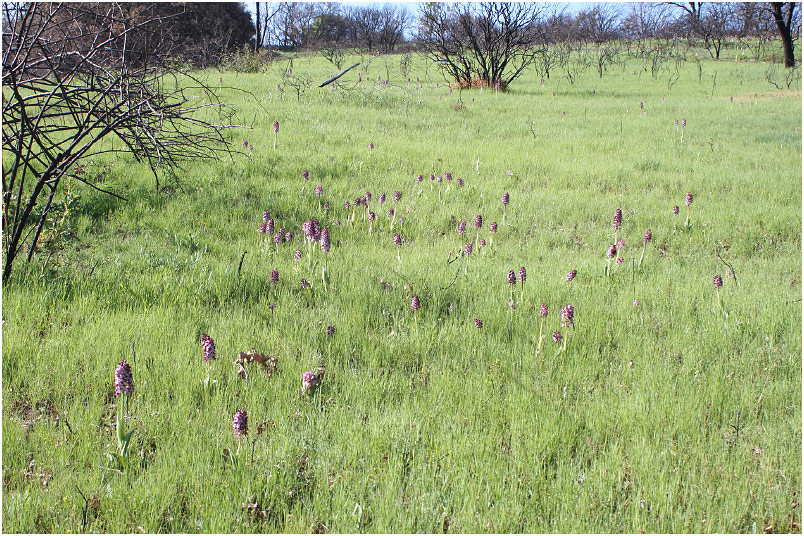 Orchis purpurea Irudia
