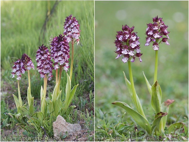 Orchis purpurea 1 Orchis purpurea photo 1