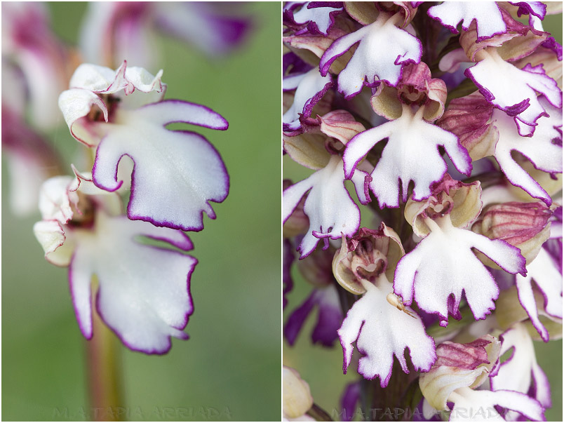 Orchis purpurea photo 10