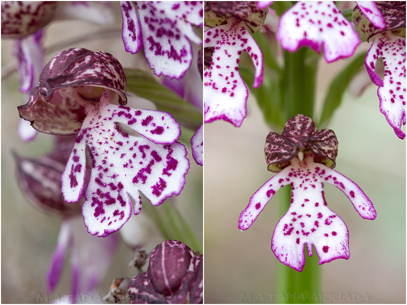Orchis purpurea 11 Orchis purpurea photo 11