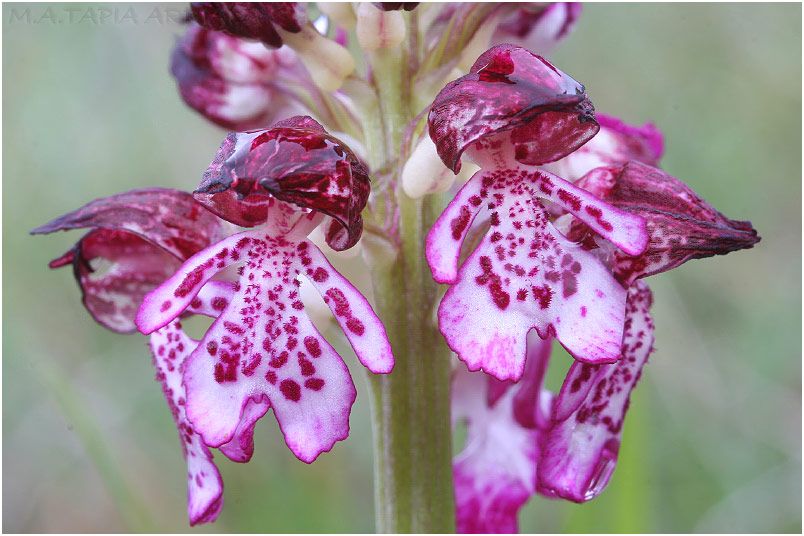 Orchis purpurea 12 Orchis purpurea photo 12