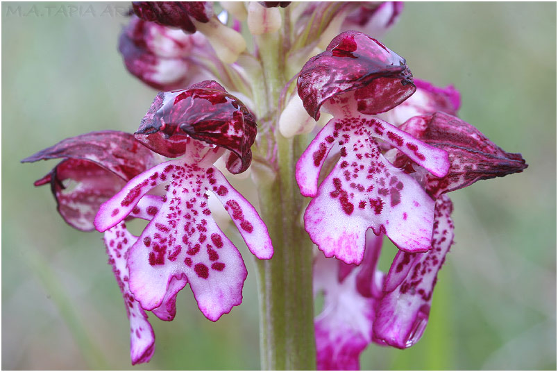 Orchis purpurea photo 12