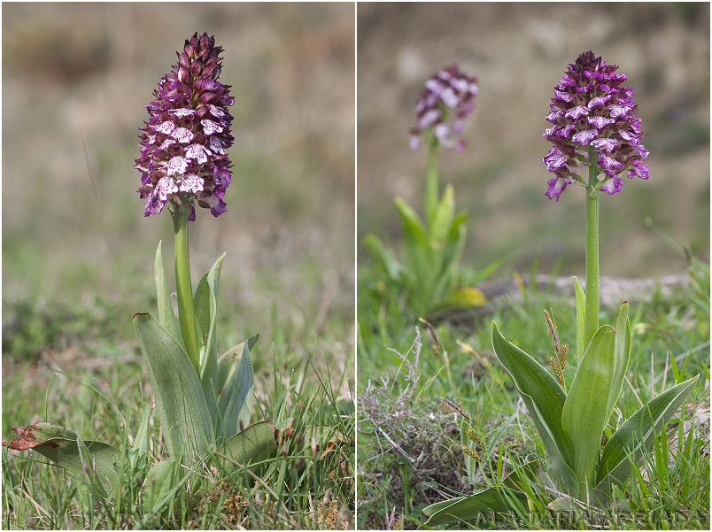 Orchis purpurea 2 Orchis purpurea photo 2