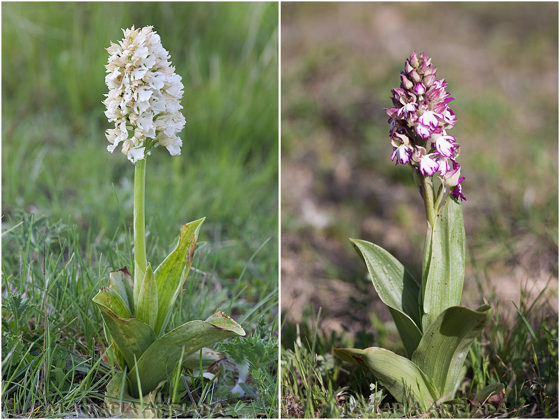Orchis purpurea 3 Orchis purpurea photo 3