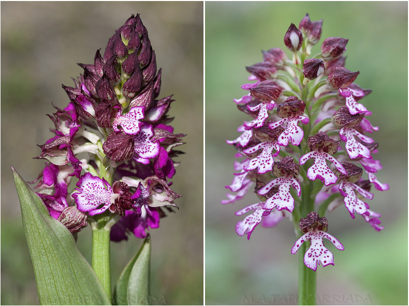 Orchis purpurea 4 Orchis purpurea photo 4