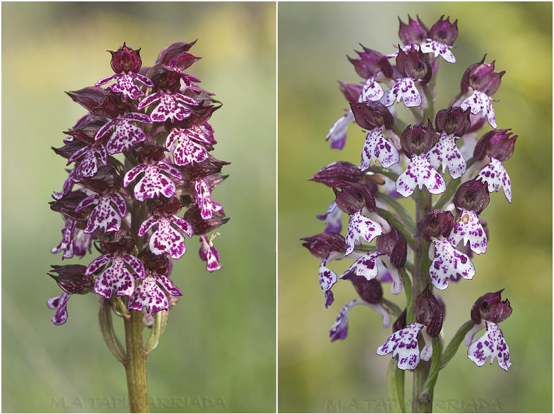 Orchis purpurea photo 5