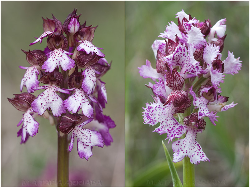 Orchis purpurea photo 6