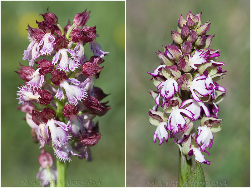 Orchis purpurea photo 7