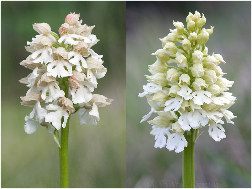 Orchis purpurea photo 8