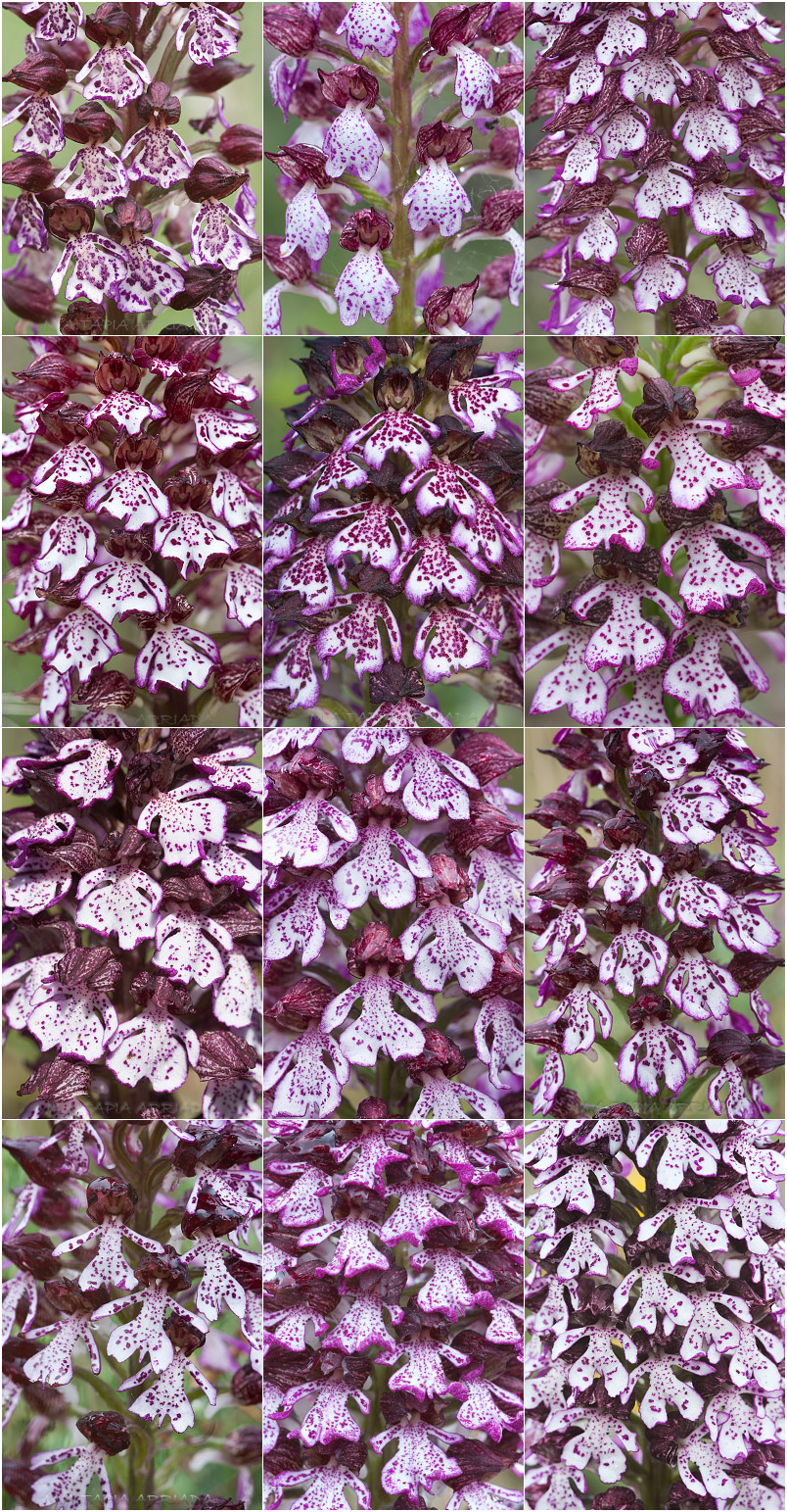 Orchis purpurea 9 Orchis purpurea photo 9