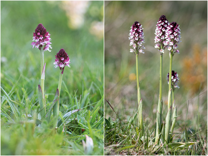 Orchis ustulata 2 Orchis ustulata photo 2