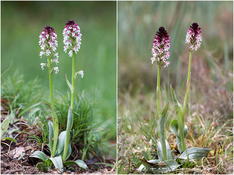 Orchis ustulata 3 Orchis ustulata photo 3