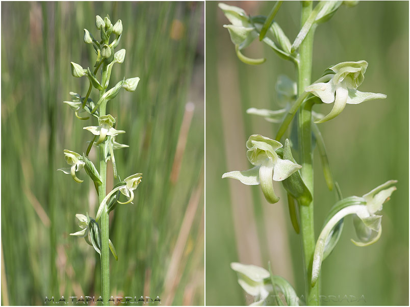 Platanthera algeriensis photo 2